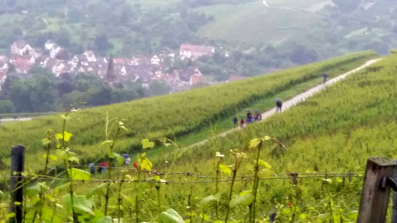 Weinwanderung 2016 - Bild Nr. 41 von 98